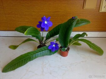 Modrofialová tořivka - Streptocarpus - rostlina - 4