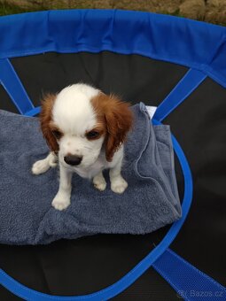 Kavalír King Charles Španěl - chlapeček. - 4