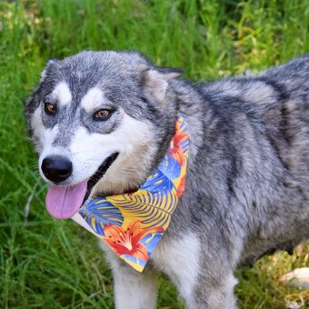 ALEKSIA K ADOPCI - 1 ROK, UČENLIVÁ, AKTIVNÍ, KAMARÁDSKÁ - 4
