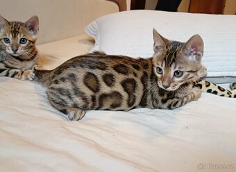 Bengálská kočička s PP - k chovu - 4