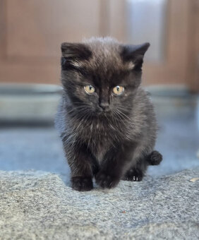 2 krásné holčičky od toulavé kočičky - 4