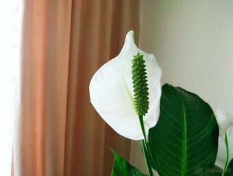 Lopatkovec, Toulcovka, Spathiphyllum, Spatifylum - 4