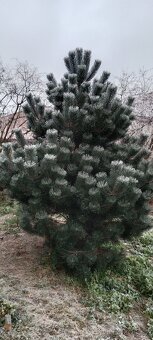 Vánoční stromeček, stromek, strom, borovice, borovička - 4