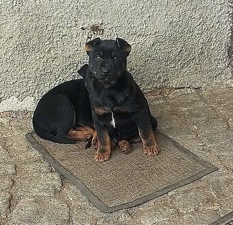 Kříženec německý ovčák - 4