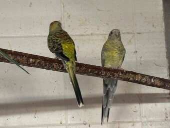 Prodám - Papoušek Zpěvavý - 4