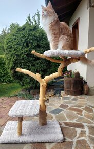 Kočičí strom, škrabadlo - 4