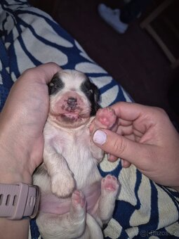 Štěně Shih-tzu - 4