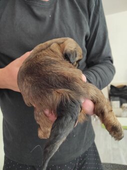 Shih-tzu (shh tzu, shitzu, shi tzu) - 4