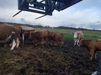 zastav bycci a jalovicky limousine x simental - 4