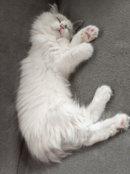 Ragdoll bez PP chlapeček - 4