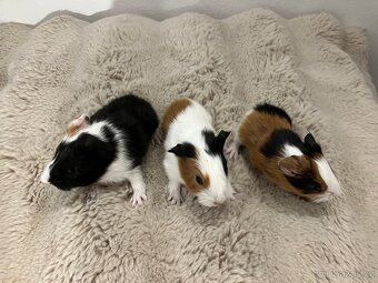 Poslední volný samecek - 4