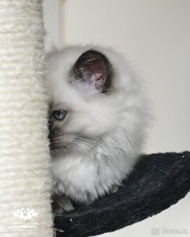 Ragdoll s PP - kočka na chov bez omezení pro ČR - 4