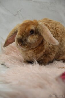 Zakrslý králíček beránek - satén rex - 4