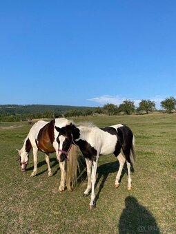 Připouštění, hřebec Welsh Pony,sekce B - 4