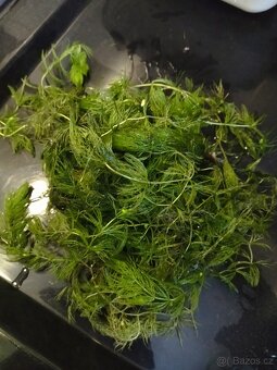 Akvarijní rostlinky - 4