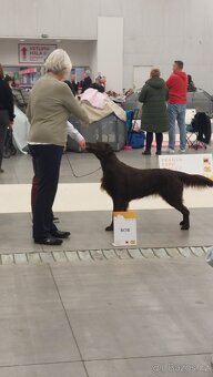 Flat coated retriever - 4
