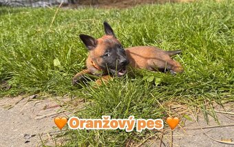 Belgický ovčák Malinois s PP - 4