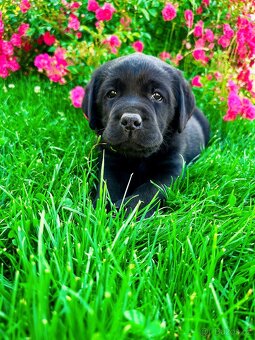 Labradorský Retriever s PP - 4