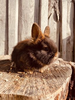 Mlaďátka - Lví Hlavička - 4