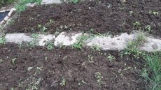 Kvalitní koňský hnůj - 4