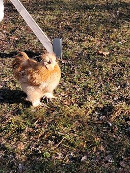 Hedvábnička EU - 4