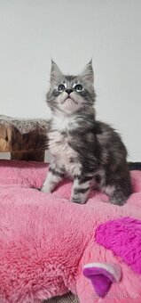 Mainská mývalí koťata - 4