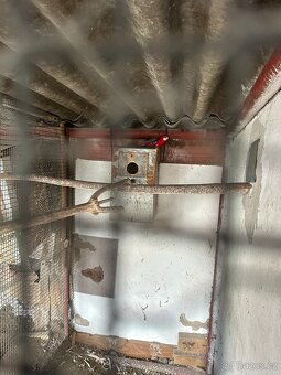 Alexandři, papoušci, rozely - 4