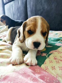 Beagle (Bígl) štěně - 4