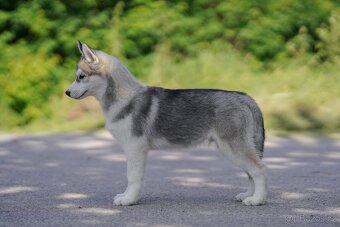 Sibiřský husky štěňata s PP - 4