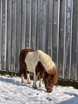 Pony hřebeček Fandík - 4