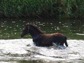 Roční hřebeček Welsh pony, sekce B k prodeji - 4