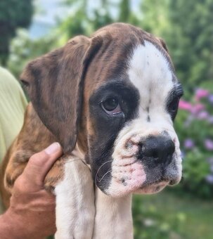 Nemecky boxer - 4