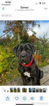 Cane corso s PP - 4