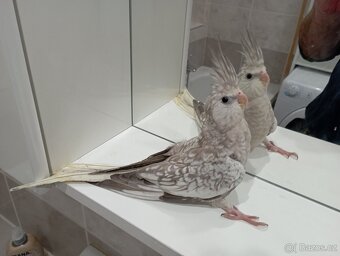 Korelky ručně dokrmené Brno - 4