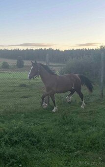 Na jaře dvouletý valach Welsh Cob - 4