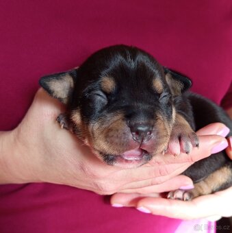 Štěňátka American bully pocket s PP - 4