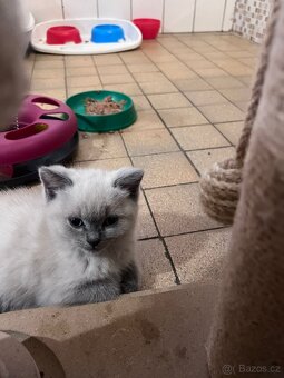 Britská modrá koťátka - 4