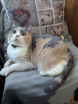 Britská koťata - 4