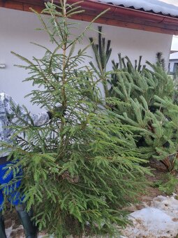 Vánoční stromek z prořezávky - 4