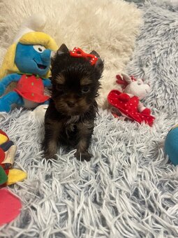 Jorkširský teriér s pp - 4