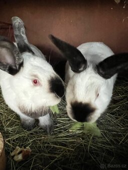 Na chov kříženy kaliforňak&hyl - 4