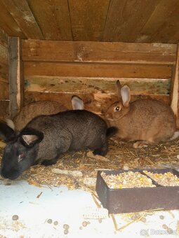 Prodám králíky - 4