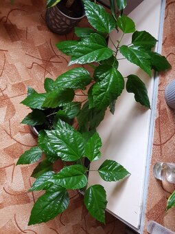 Větší ibišek, 2 ks - 4