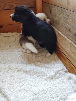 Štěňata border kolie - 4