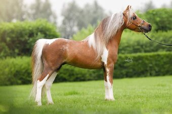 Připouštění American miniature horse - 4