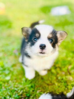 Welsh corgi pembroke s PP (FCI) - 4