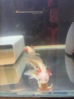 Axolotl - 4
