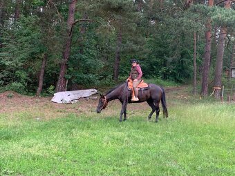 paint horse klisna 7 let - 4