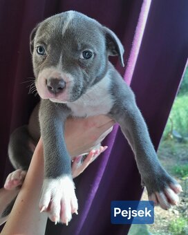 American Bully XL ŠTĚŇATA K ODBĚRU - 4