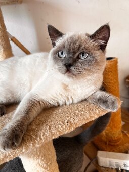 Skotská koťáta - 4